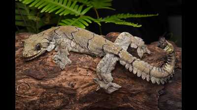 New flying gecko species found in Mizoram; named after state