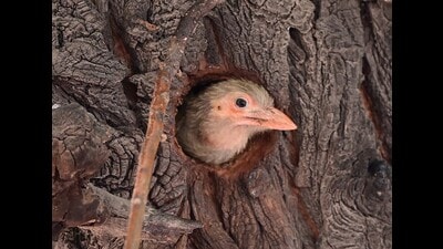 A brown-headed barbet looking outside a tree cavity in Chandigarh on Tuesday. As per IMD Chandigarh director Manmohan Singh, a fresh western disturbance will affect the region from Wednesday night onwards. “While cloudy weather is likely from Wednesday only, the system will be stronger on Thursday. We can expect thunder and gusty winds going up to 40km/h along with light rain,” he said. (Keshav Singh/HT) A brown-headed barbet looking outside a tree cavity in Chandigarh on Tuesday. As per IMD Chandigarh director Manmohan Singh, a fresh western disturbance will affect the region from Wednesday night onwards. “While cloudy weather is likely from Wednesday only, the system will be stronger on Thursday. We can expect thunder and gusty winds going up to 40km/h along with light rain,” he said. (Keshav Singh/HT)