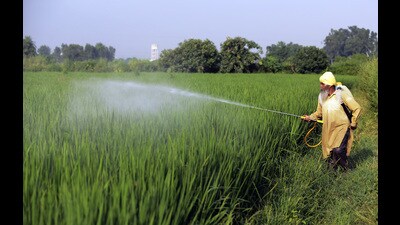 A panel member said the ban will increase cultivation costs by up to 20-22%. (Raminder Pal Singh) A panel member said the ban will increase cultivation costs by up to 20-22%. (Raminder Pal Singh)
