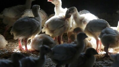 Avian Flu: The avian flu season traditionally begins each October as migratory birds shed infected droppings or saliva while leaving cool areas of the Northern Hemisphere. (AP) Avian Flu: The avian flu season traditionally begins each October as migratory birds shed infected droppings or saliva while leaving cool areas of the Northern Hemisphere. (AP)