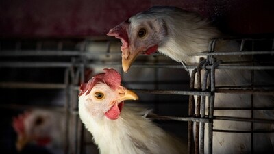 H3N8 is a kind of bird flu, which is extremely rare in humans. However, the strain doesn’t spread from person to person. (REUTERS)