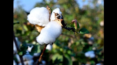 More than 50,000 farmers have registered themselves for the subsidy on cotton so far. (HT file photo) More than 50,000 farmers have registered themselves for the subsidy on cotton so far. (HT file photo)