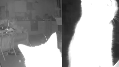 The image shows the cat looking at the hidden camera. (Reddit/@Ginger_Welsh_Cookie) The image shows the cat looking at the hidden camera. (Reddit/@Ginger_Welsh_Cookie)