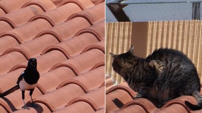 The image shows the bird and the cat. (Reddit/@Llondru)