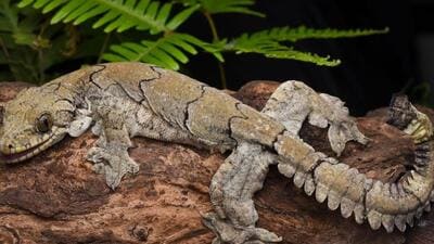 The new species has been named Gekko mizoramensis. (HT Photo | Vishal Santra)
