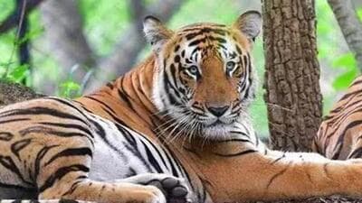 The translocation process was adopted to increase the population of tigers in RTR. (Representative file image) The translocation process was adopted to increase the population of tigers in RTR. (Representative file image)