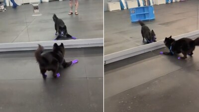 The image shows the dog looking at its reflection in the mirror. (Reddit/@mac_is_crack) The image shows the dog looking at its reflection in the mirror. (Reddit/@mac_is_crack)