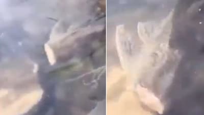 The image shows a fish without a head swimming around. (Screengrab) The image shows a fish without a head swimming around. (Screengrab)