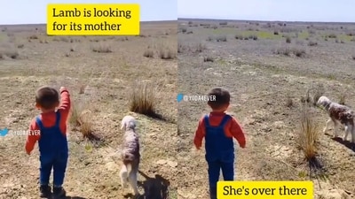 Little boy helping a lost lamb reunite with its mother. (Twitter/@Yoda4ever) Little boy helping a lost lamb reunite with its mother. (Twitter/@Yoda4ever)