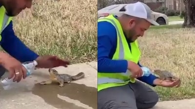 Man feeding water to the squirrel. (Twitter/@HumanBeingBross) Man feeding water to the squirrel. (Twitter/@HumanBeingBross)