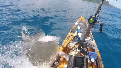 Fisherman Scott Haraguchi narrowly escapes a hungry tiger shark in heart-stopping footage off Windward Oahu. (YouTube) Fisherman Scott Haraguchi narrowly escapes a hungry tiger shark in heart-stopping footage off Windward Oahu. (YouTube)