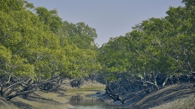 Sundari tree (Heritiera fomes) forest in Sunderbans river delta. (Getty Images/iStockphoto)