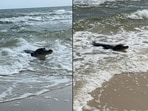 Alligator relaxing at the beach. Alligator relaxing at the beach.