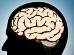 Glycosylation enzyme critical in brain formation: Research