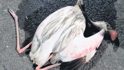 Flamingo dies after hitting 20-feet Nerul Jetty signboard Flamingo dies after hitting 20-feet Nerul Jetty signboard