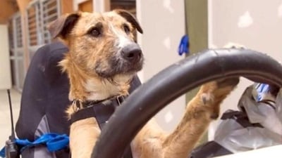 The police said the dog was handed over to an acquaintance of the driver. The police said the dog was handed over to an acquaintance of the driver.