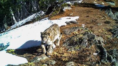 A snow leopard roaming around the Kishtwar National Park, in Jammu and Kashmir. (HT Photo) A snow leopard roaming around the Kishtwar National Park, in Jammu and Kashmir. (HT Photo)