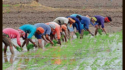 As the sowing of paddy nursery officially began in Haryana from May 15, farmers are paying higher prices to buy high-yielding hybrid seeds. (HT Photo) As the sowing of paddy nursery officially began in Haryana from May 15, farmers are paying higher prices to buy high-yielding hybrid seeds. (HT Photo)