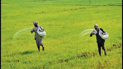 India’s food security is closely linked to the availability of fertilisers. (Representational image) India’s food security is closely linked to the availability of fertilisers. (Representational image)