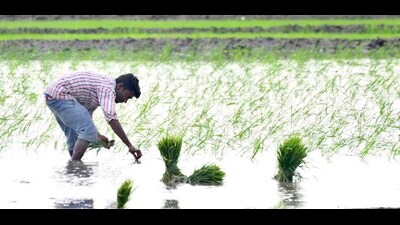 Ludhiana – May 17, 2023 : Daily wagers sowing the paddy in the fields nearby village in Ludhiana on Wednesday, May 17, 2023. (Photo Hindustan Times) Ludhiana – May 17, 2023 : Daily wagers sowing the paddy in the fields nearby village in Ludhiana on Wednesday, May 17, 2023. (Photo Hindustan Times)