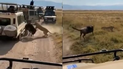 Lions attacking wildebeest as tourists watch. (Twitter/@TerrifyingNatur) Lions attacking wildebeest as tourists watch. (Twitter/@TerrifyingNatur)