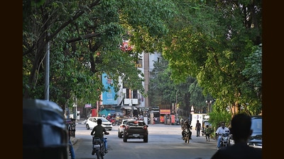 The overgrown branches of trees covering traffic signals on Baner-Pashan Link Road. (Kalpesh Nukte/HT PHOTO) The overgrown branches of trees covering traffic signals on Baner-Pashan Link Road. (Kalpesh Nukte/HT PHOTO)