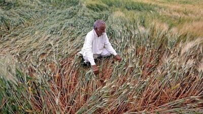 The summer-sown season accounts for nearly half of the country’s annual food supply. (ANI file photo) The summer-sown season accounts for nearly half of the country’s annual food supply. (ANI file photo)