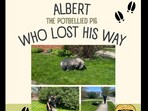 US police helped a lost pig find its way back home. US police helped a lost pig find its way back home.