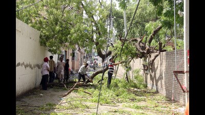 ​Trees and electricity poles uprooted due to the wind storm in Bathinda on Thursday. (HT Photo/ Sanjeev Kumar)