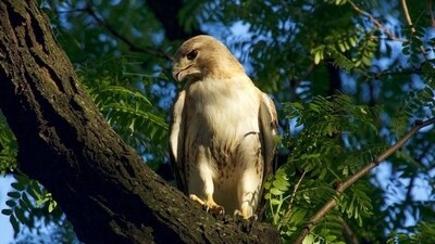 Manhattan's iconic red-tailed hawk, Pale Male dies (Bobby Horvath) Manhattan's iconic red-tailed hawk, Pale Male dies (Bobby Horvath)
