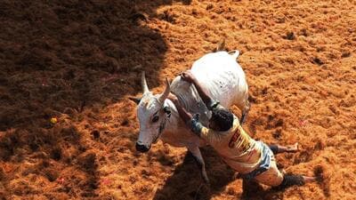 Following massive protests in 2017 against the Supreme Court ban on Jallikattu, the Tamil Nadu government enacted a law to override the ban. (AFP) Following massive protests in 2017 against the Supreme Court ban on Jallikattu, the Tamil Nadu government enacted a law to override the ban. (AFP)