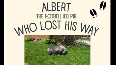 US police helped a lost pig find its way back home. (Facebook/@Green Bay Police Department)