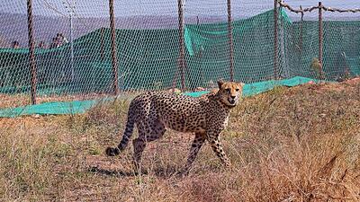 Supreme Court on Thursday asked the Union government to consider developing more habitat for cheetahs. (PTI) Supreme Court on Thursday asked the Union government to consider developing more habitat for cheetahs. (PTI)