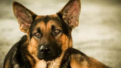 While the dog licensing procedure was previously manually handled by field offices, resulting in lengthy procedures, the health department has moved the entire process online since November 11, 2022 to encourage more owners to obtain licenses for their pet dogs. (REPRESENTATIVE PHOTO)