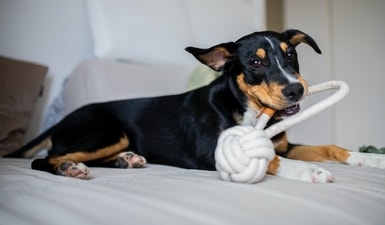 Pet toys offer a multitude of benefits that go beyond playtime. (Unsplash) Pet toys offer a multitude of benefits that go beyond playtime. (Unsplash)