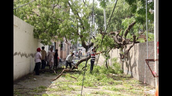 Trees and electricity poles uprooted due to the wind storm in Bathinda on Thursday. (HT Photo/ Sanjeev Kumar)