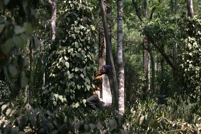 Labourers plucking coffee seeds and pepper at the plantation near Kachitera Rally, five kms from Madikeri town. (Kunal Patil/Hindustan Times) Labourers plucking coffee seeds and pepper at the plantation near Kachitera Rally, five kms from Madikeri town. (Kunal Patil/Hindustan Times)