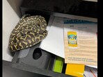 Snake found in a drawer. Snake found in a drawer.