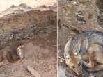The image of a cobra and a jackal that were stuck together in a well in Maharashtra.