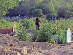 A graveyard (Representative image) A graveyard (Representative image)