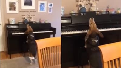 Dog spends his evening playing piano. (Instagram/@doggoovibess) Dog spends his evening playing piano. (Instagram/@doggoovibess)