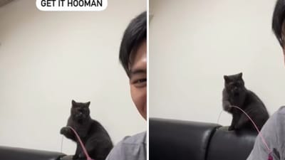 The image shows a cat teasing its human. (Screengrab (Instagram))