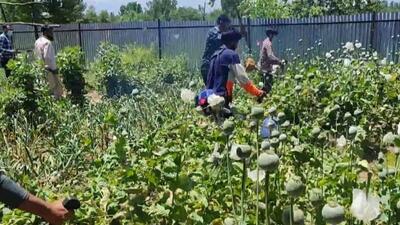 Police and revenue officials have been carrying out poppy removal drive across Kashmir on a regular basis. (HT Photo) Police and revenue officials have been carrying out poppy removal drive across Kashmir on a regular basis. (HT Photo)