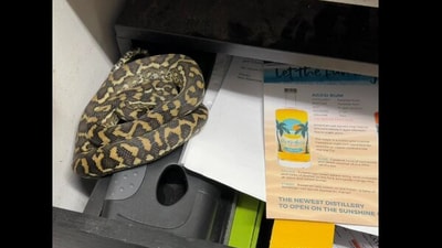 Snake found in a drawer. (Facebook/@Sunshine Coast Snake Catchers 24/7)