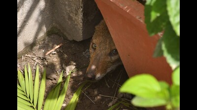 The officials said they released the animal in the jungles of Chudiyala near Modinagar. (Sakib Ali/HT Photo)