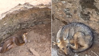 The image of a cobra and a jackal that were stuck together in a well in Maharashtra. (YouTube/@WildlifeSOS) The image of a cobra and a jackal that were stuck together in a well in Maharashtra. (YouTube/@WildlifeSOS)
