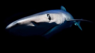 Shark skin has inspired the design of new, antibacterial surfaces in places like hospitals (Michael Weberberger/imageBROKER/picture alliance) Shark skin has inspired the design of new, antibacterial surfaces in places like hospitals (Michael Weberberger/imageBROKER/picture alliance)