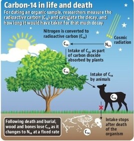 Carbon 14 in life and death (HT File Photo) Carbon 14 in life and death (HT File Photo)