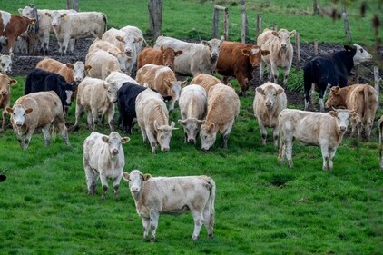 Cows emit methane both through their burps and their manure, and rice cultivation emits methane when fields are flooded (AP) Cows emit methane both through their burps and their manure, and rice cultivation emits methane when fields are flooded (AP)