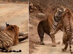 The image shows a confrontation between a tiger and a tigress at Ranthambore National Park.